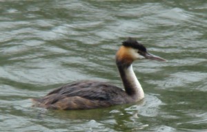 Fuut (Great Crested Grebe), slightly out of focus