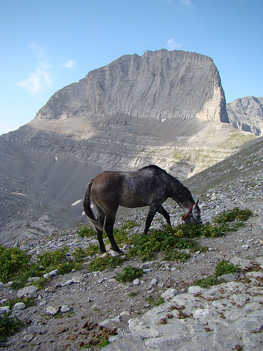 A horse posing in front of the peak of My Olympus